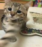 别闹抱猫百度云